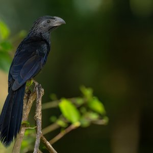 Riefenschnabelani